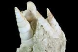 Fossil Gastropod (Haustator) Cluster - Damery, France #97787-2